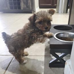 Biewer Terrier and Yorkshire Terrier Puppies from Treasures of Neptune Cove