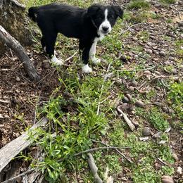 Border Collie Puppies from Roaring River Border Collies