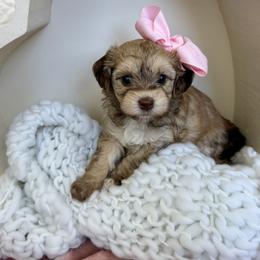 Havapoo Puppies from Snuggle Buddies
