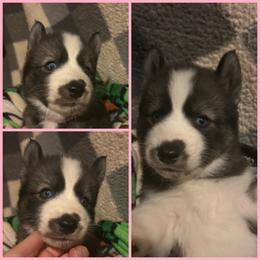 Black or agouti pink female - Black female Siberian Husky puppy in Wheeling, West Virginia from Powells Huskies