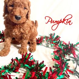 Goldendoodle Puppies from HiDesertDoods