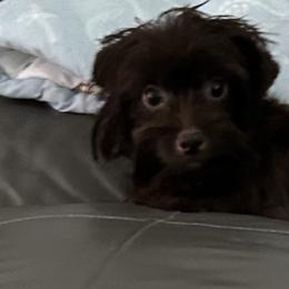 Winnie - Yorkshire Terrier