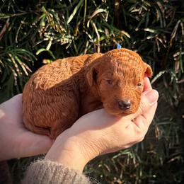 Blue Collar Girl - Red  female Poodle puppy in Modesto, California from Dry Creek Poodles