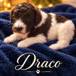 Draco - Parti male Poodle puppy in Washington, Pennsylvania from Patriotic Poodles