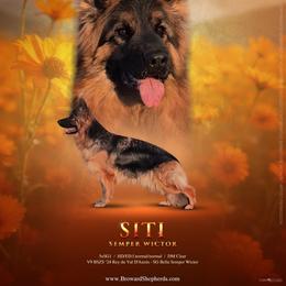 SG2 Siti - German Shepherd