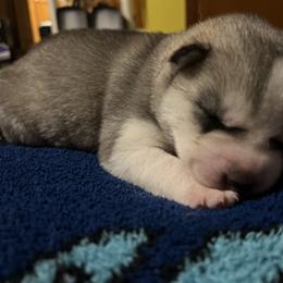 Jack - Gray and white male Siberian Husky puppy in Amery, Wisconsin from Sovereign Siberians