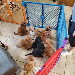 Bernedoodle and Goldendoodle Puppies from Delta Doodles and Poodles