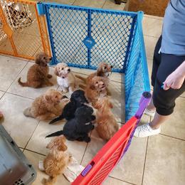 Bernedoodle and Goldendoodle Puppies from Delta Doodles and Poodles