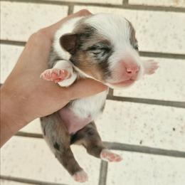 Jenga - Blue merle and white female American Corgi puppy in Midway, Arkansas from Wildlings & Wild Things Homestead