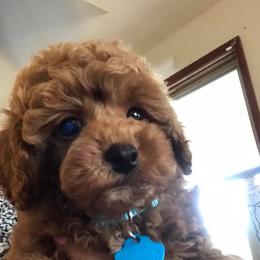 Poodles from Barbie’s Poodle Paradise