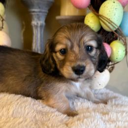 Bunny - Cream female Dachshund puppy in Perryville, Maryland from Heavenly Heritage Dachshunds and Doods
