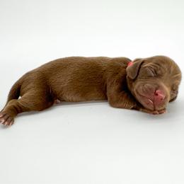 Rose - Chocolate female Dachshund puppy in Waddell, Arizona from Neu Doxies