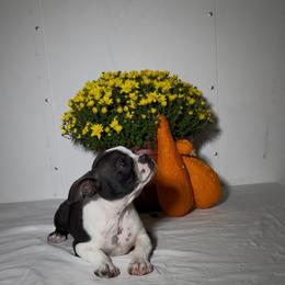 Sasha - Black brindle and white female Boston Terrier puppy in London, Kentucky from Puppy Love