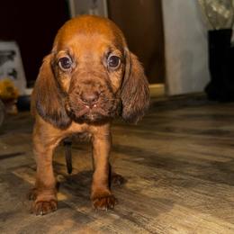 Purple girl - Red female Bloodhound puppy in Conway, Missouri from Ozark Mountain Kennel