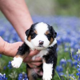 Chocolate Pie - Black tri male Miniature American Shepherd puppy in Groesbeck, Texas from Epic Miniature American Shepherds