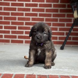 Girl 2(Bean) - Reddish brown female Leonberger puppy in Manchester, Tennessee from Bois D’Arc Leonbergers