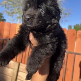 German Shepherd Puppies from Von Gonzalez Kennel