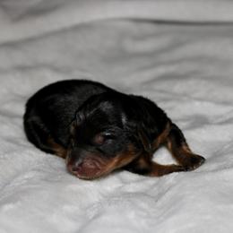 Boy 3 - Black and tan male Dachshund puppy in Paris, Texas from Kuttin’ Up Mini Aussies