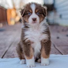 Ranger - Red tri-color male Australian Shepherd puppy in Crestwood, Kentucky from FireHart Aussies