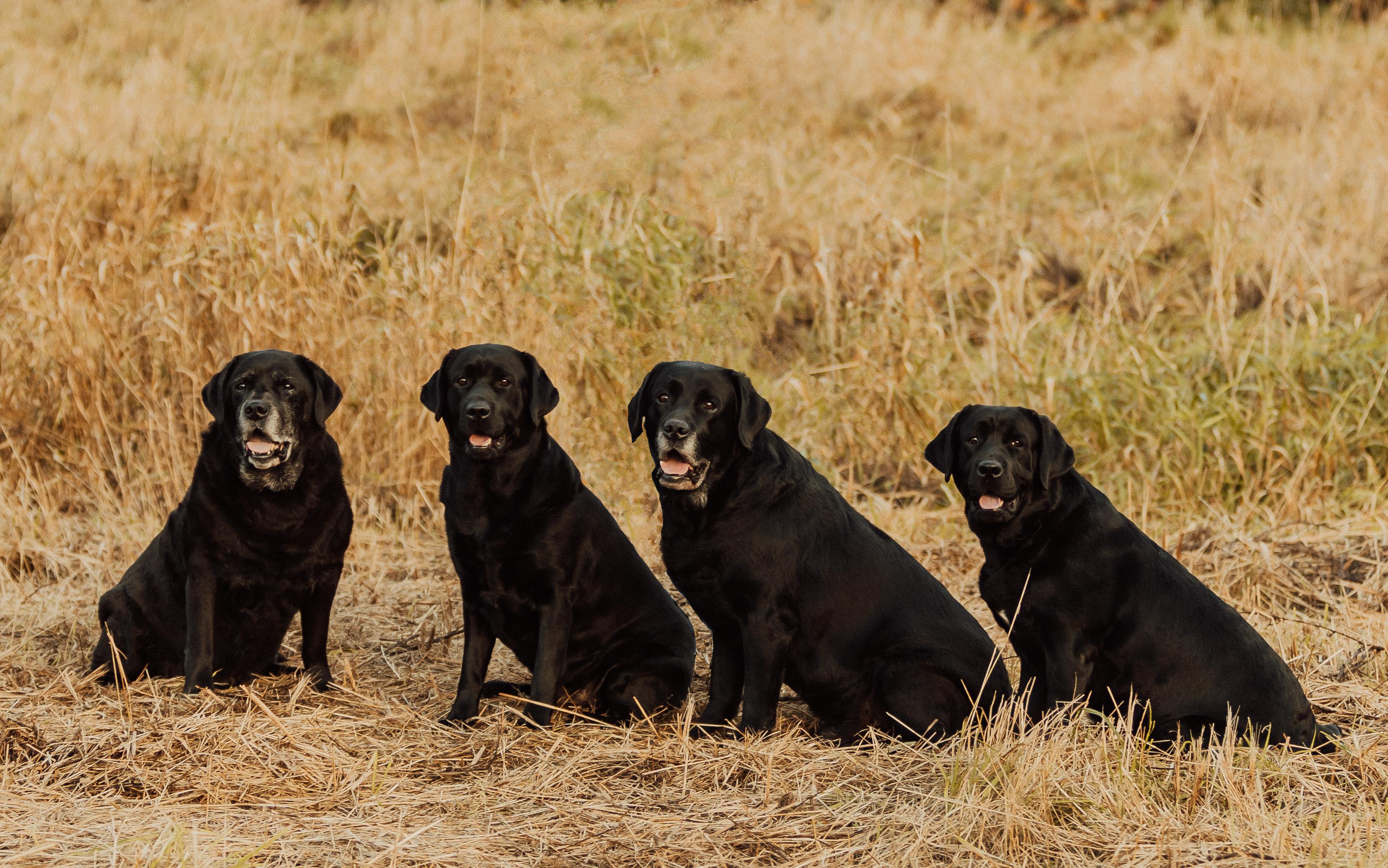 ReiMur Labradors in Washington | Labrador Retriever puppies | Good Dog