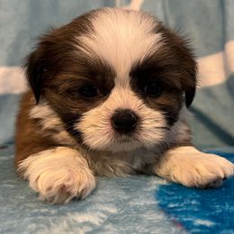 Royal blue collar - Teddy - Brindle and white male Shorkie puppy in Mays Landing, New Jersey from Fancy Paws Shorkies & Shih Tzus