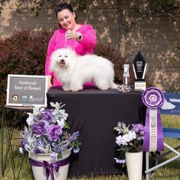 Cotons de Tulear from Firebird Show Dogs
