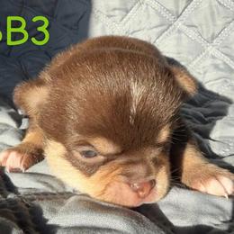Boo Bear - Chocolate male Chihuahua puppy in Harlan, Iowa from Home Grown Chihuahuas From Iowa