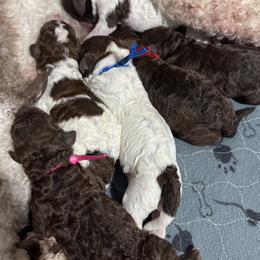 Poodle puppies from Paige's Poodles