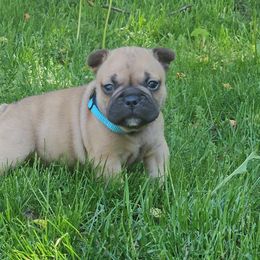 French Bulldog Puppies from A&D Frenchies