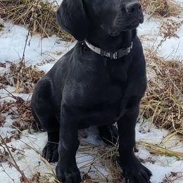 Labrador Retriever Puppies from Cary’s Buck Creek Retrievers