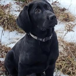 Labrador Retriever Puppies from Cary’s Buck Creek Retrievers