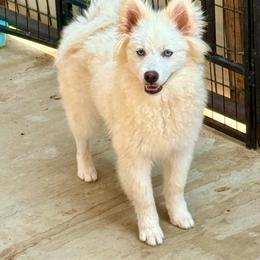 White male - White male Pomsky puppy in Lemon Cove, California from Magic Ranch Mini Aussies
