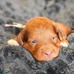 Judd - Chocolate male Goldendoodle puppy in Pittsburg, Texas from Grace Springs Goldendoodles