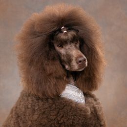 Phoebe - Poodle