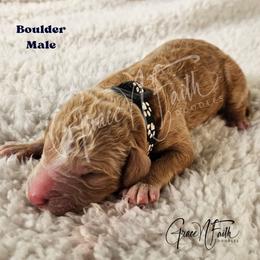 Boulder - Red male Labradoodle puppy in Peyton, Colorado from Grace N Faith Doodles