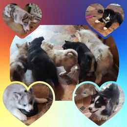 Pomsky Puppies from Ultimate Pomskies LLC