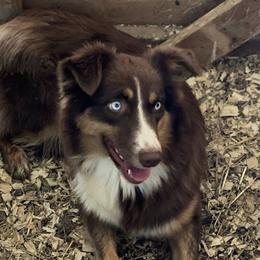 Georgia - Australian Shepherd