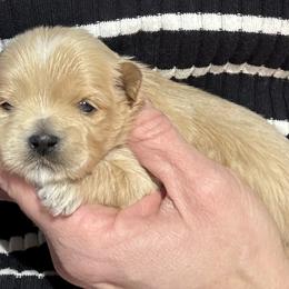 Boy 3 - Red male Havanese puppy in Congerville, Illinois from Happy Go Lucky Havanese