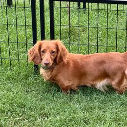 Lucy - Dachshund