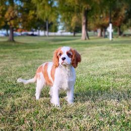Cavalier King Charles Spaniel and Poodle Puppies from Red Skye Cavaliers