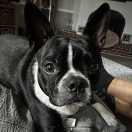 Zoie - Boston Terrier