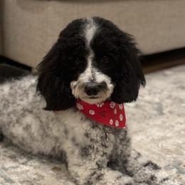 Australian Labradoodles, Goldendoodles, and Poodles from Leila Pearson