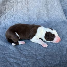 Girl 1 - Red female Border Collie puppy in Centerville, Washington from Forthright Farms