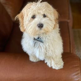 Bernedoodle and Havapoo Puppies from Precious Paws and Purrs