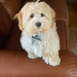 Bernedoodle and Havapoo Puppies from Precious Paws and Purrs