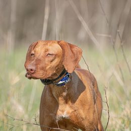 Rhyme - Vizsla