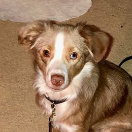 Hattie - Miniature Australian Shepherd