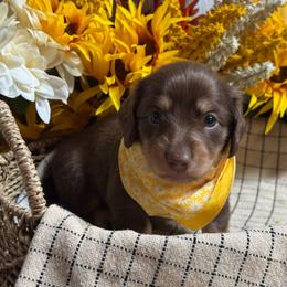 Sadie Mae - Chocolate and cream female Dachshund puppy in Fayetteville, West Virginia from Loop Creek Dachshunds