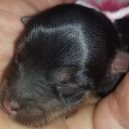 Girl 2 - Black and tan Yorkshire Terrier puppy in Palm Bay, Florida from Ms.tee.yorkies.s.florida