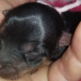 Girl 2 - Black and tan Yorkshire Terrier puppy in Palm Bay, Florida from Ms.tee.yorkies.s.florida